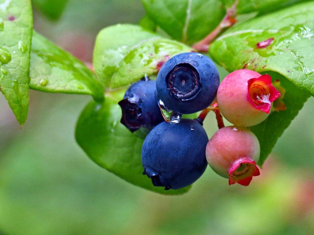 Vaccinium corymbosum by BlueRidgeKitties is licensed under CC BY-NC-SA 2.0